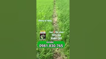 lúa lên siêu tốt, chống đổ ngã, rễ ra trắng đất, cây phát triển mạnh #chephamsinhhoc