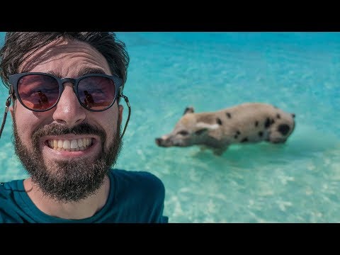 Video: Con Chi Altro Possono Nuotare I Maiali Alle Bahamas?