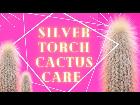 Silver Torch Cactus (Cleistocactus strausii) Plant Care For Beginners