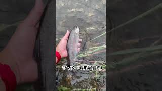 fishing troutfishing 渓流釣り ルアー釣り ヤマメ