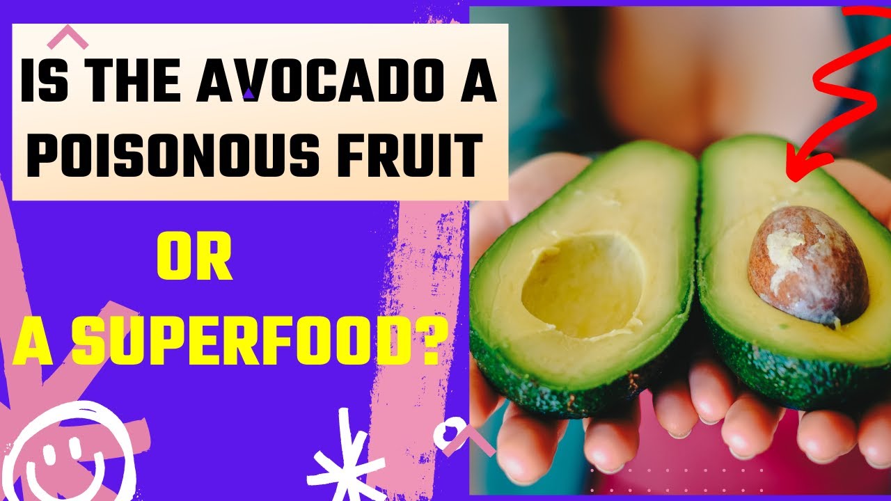 Is the Avocado a POISONOUS Fruit or a SUPERFOOD?