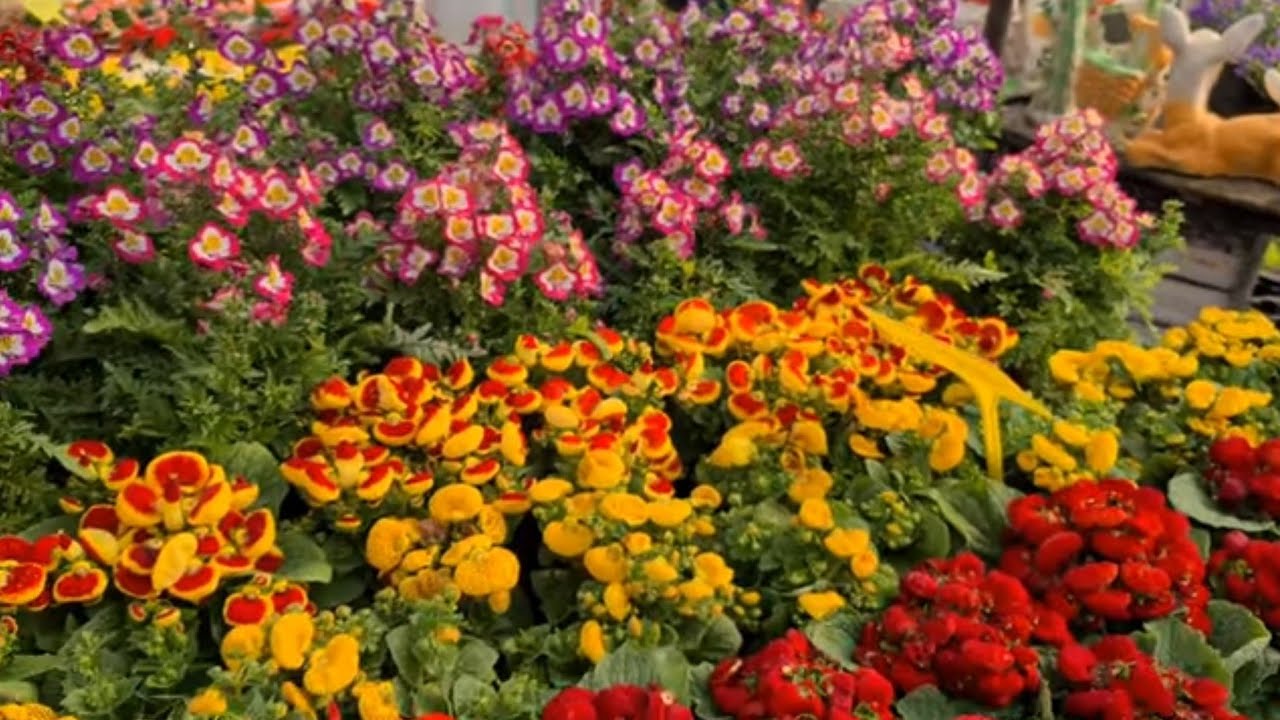 Renklere Gelin Dostlar, Can Çiçekçilik (Part 1)