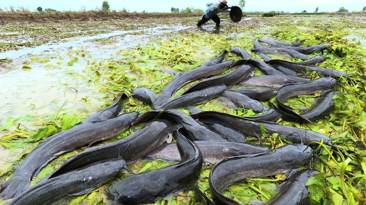Amazing fishing ! Catching fish by hand in the rice fields - YouTube
