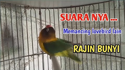 Suara burung lovebird ngekek memanggil lawan, suara nya bisa memancing labet lain rajin bunyi