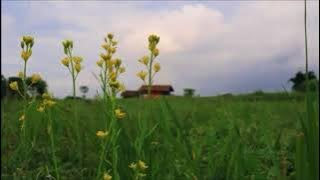 Yang Patah Tumbuh ( cover ) LIA MAGDALENA