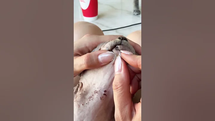 Watch the video about Pop pop #oddlysatisfying #pimplepopping #pimple #blackheadremoval #blackheads #sphynx #catlovers