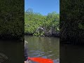 Jonathan Dickinson River Kayaking