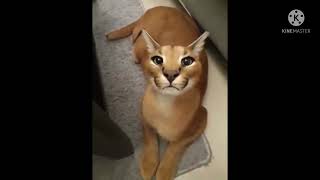 Floppy Is Mad He Hiss