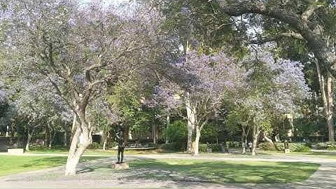 Jacaranda trees at UCLA Sculpture Garden.