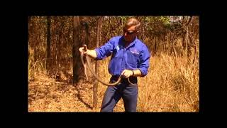 Olive Whip/Grass Snakes Captured and Exhibited Wealth