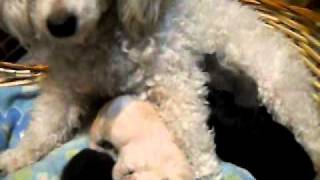 Como Perros Y Gatos Xd Posiblemente De Grandes Ladren P