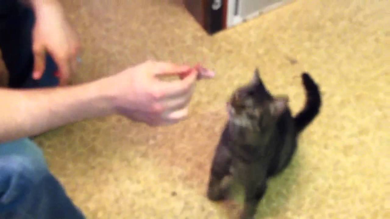 Cat eating steak - YouTube