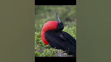 Птица фрегат