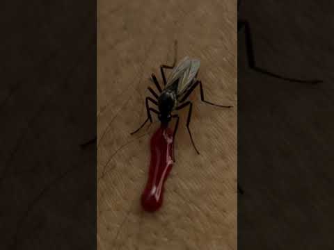 Mosquito vomiting #funny #malaria