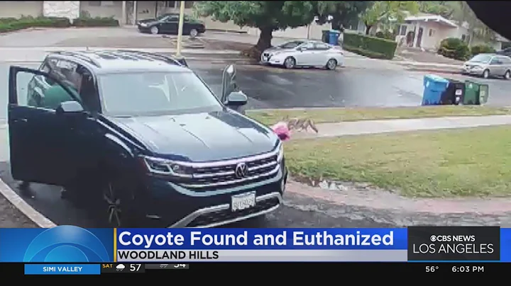 Coyote that attacked two-year-old in Woodland Hills captured, euthanized