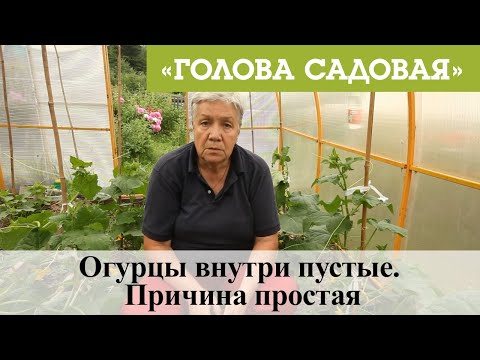 Голова садовая -