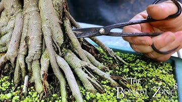 Pruning Three Different Style Ficus, Part 3, The Bonsai Zone, July 2021