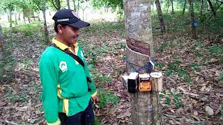 Hasil karet miningkat setelah menggunakan pupuk Eco Farming