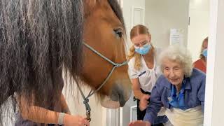 Animal Therapy - A visit from the Clydesdale