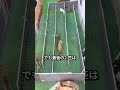 迷路をクリアしないとご飯なし!?🐶😱