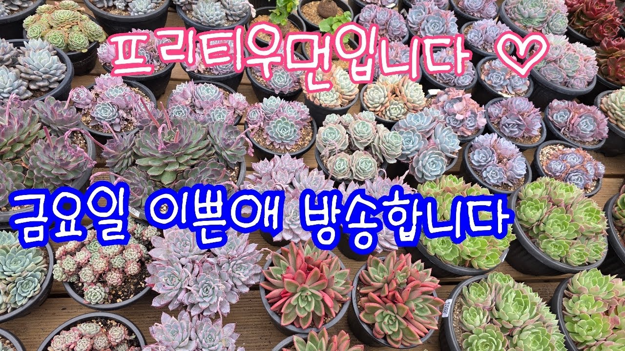 26.03.06.405회,금요일  프리티우먼 판매 라방해요