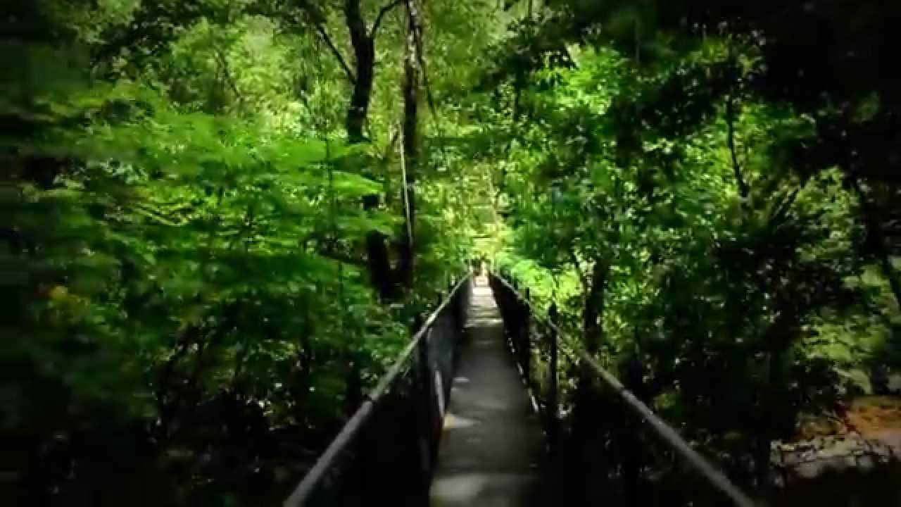 Cable Bridge Lullwater Preserve