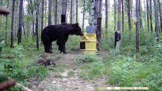 Сколько Же Мошкары Медведь Притащил За Собой.