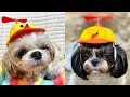 大人気❗️くるくる回る可愛いワンコ帽子【プロペラ帽子】Popular products !Propeller hat for dogs. #shorts