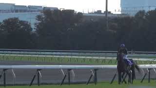 競馬 G1 2013年 第148回 天皇賞・秋 ジャスタウェイ & 福永祐一 ウイニングラン 現地撮影