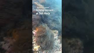 Strong current diving shorts current