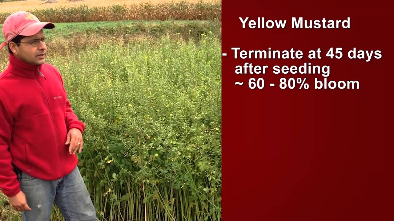 Yellow Mustard Cover crop YouTube