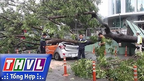 THVL | Người đưa tin 24G: Cây xanh bật gốc đè bẹp ô tô, cô gái trẻ nhập viện tại TP.HCM