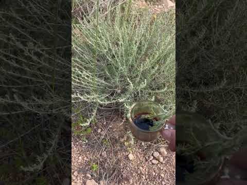 قهوة مع الشيح الطبيعي    6549