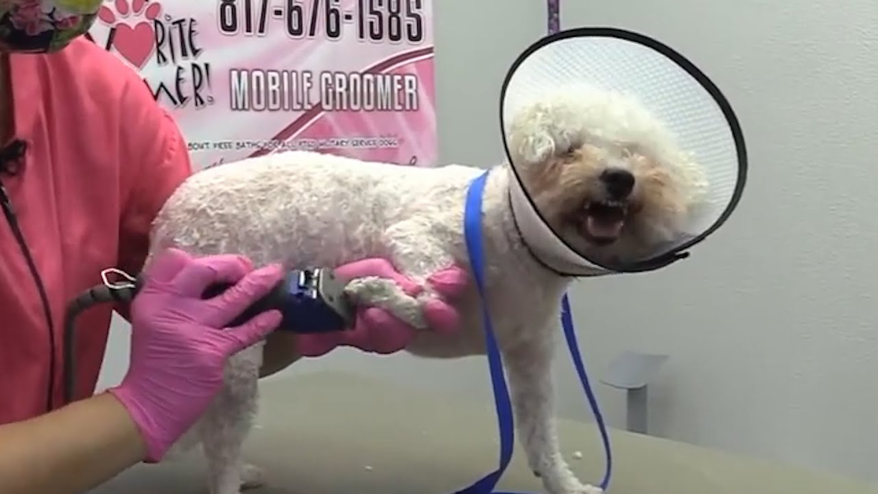 Reason Why You Don't Let Your Dogs Feet Get Matted YouTube