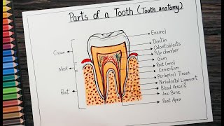 How to draw structure of  tooth l Tooth labeled diagram drawing step by step l Tooth anatomy drawing
