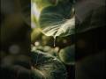 Mizu Ni Inori Te | Kitaro #relaxingmusic #instrumental #meditationmusic #music #nature #shorts
