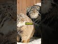 Diese Katze sieht süß aus, aber lass dich nicht täuschen! 😮