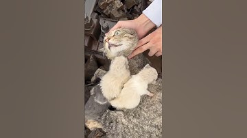 القارئ عبدالرحمن مسعد ﴿ياعبادي الذين آمنوا إن أرضي واسعة فإياي فاعبدون﴾