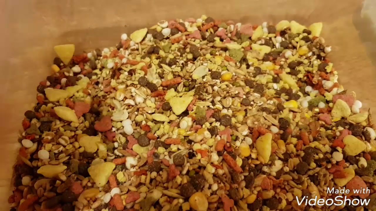 Hamster Food Review - JR Farm Dwarf Mix