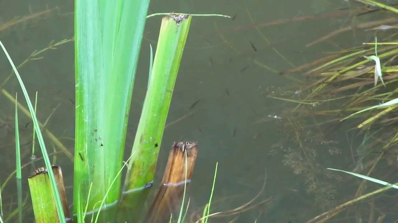 Fischbrut (2013) MAH02827