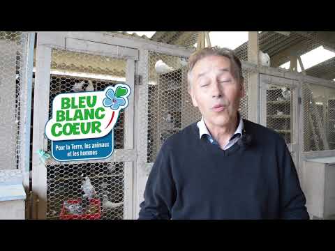 Les Pigeons Fermiers Du Poitou Bleu Blanc Coeur De Jany Gerbier 