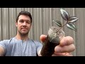 What do i do with my rooted cuttings now  plant propagation tips and tricks