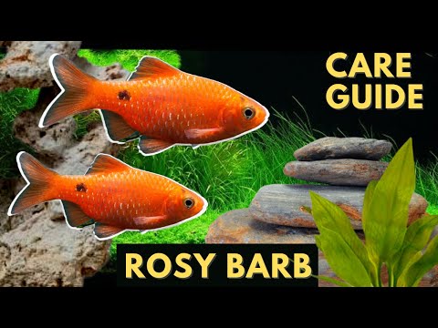 Vidéo: Gold Barbs: Soins et bons compagnons de réservoir pour ce poisson d'aquarium