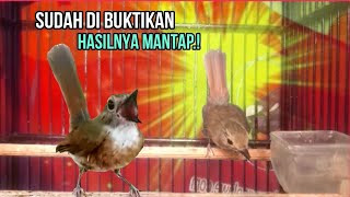 SRDC GACOR DOR.!! MELATIH BURUNG ANDA JADI FIGHTER , SIKATAN RIMBA, MASTERAN SRDC PANCINGAN SRDC