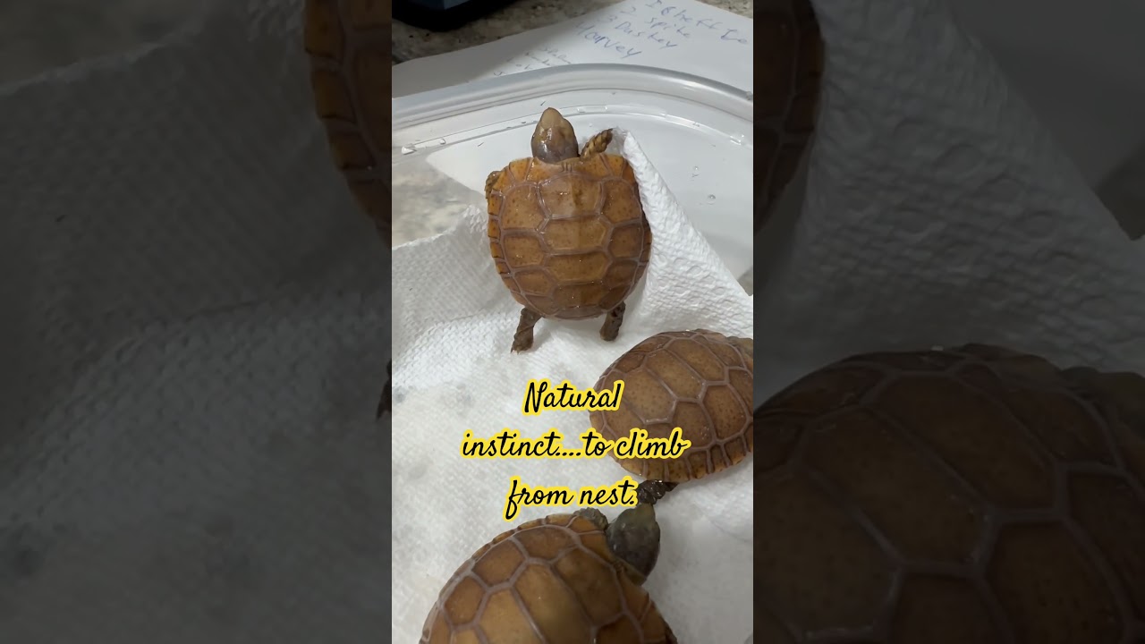 Climbing Out of the Nest! 