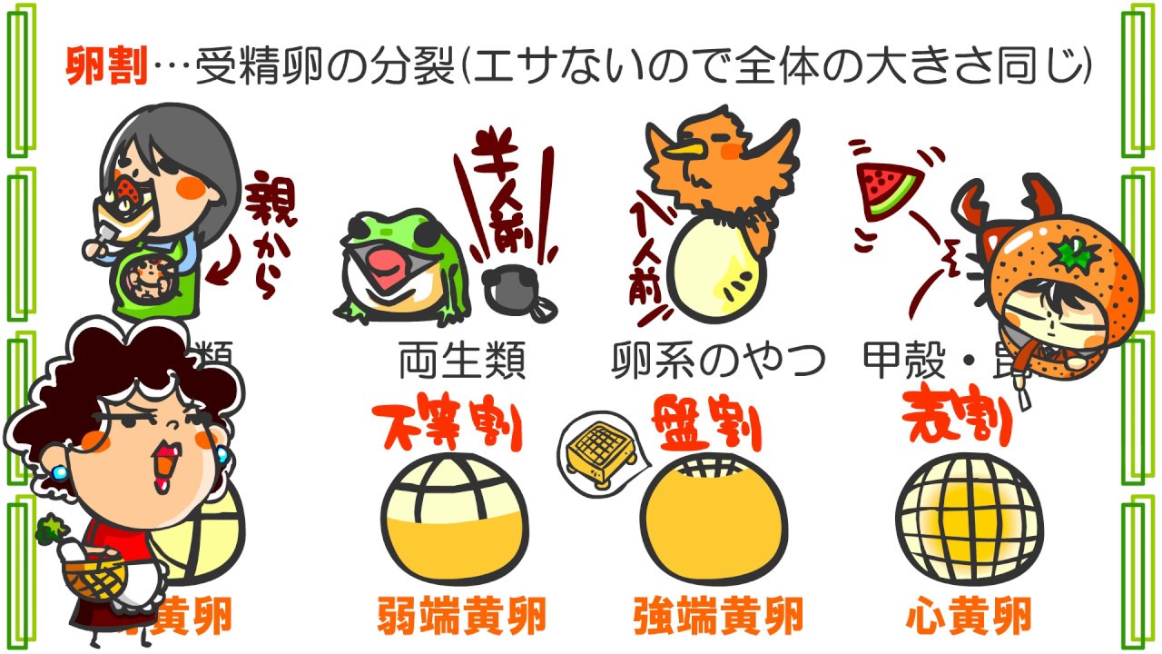 生物３章３話 受精と卵割 ｂｙweb玉塾 Youtube