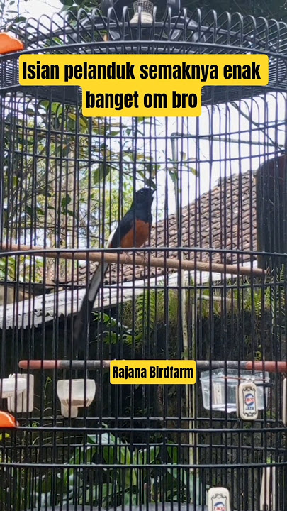 Mraibatu isian pelanduk semak ngetir panjang #rajanabirdfarm #pancinganmuraibatu #masteranmuraibatu