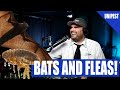 Getting Rid of Fleas and the Mess of Bat Guano  | Pest Talk 101