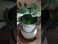 Mint Juice for Fair &amp; Glowing Skin Mint Detox for Fresh &amp; Radiant Skin #shorts #recipe #health