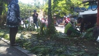 Download lagu Taman Bungkul Rusak, walikota Surabaya Tri Rismaharini Mengamuk